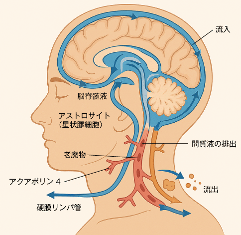 グリンパティック流　脳イラスト