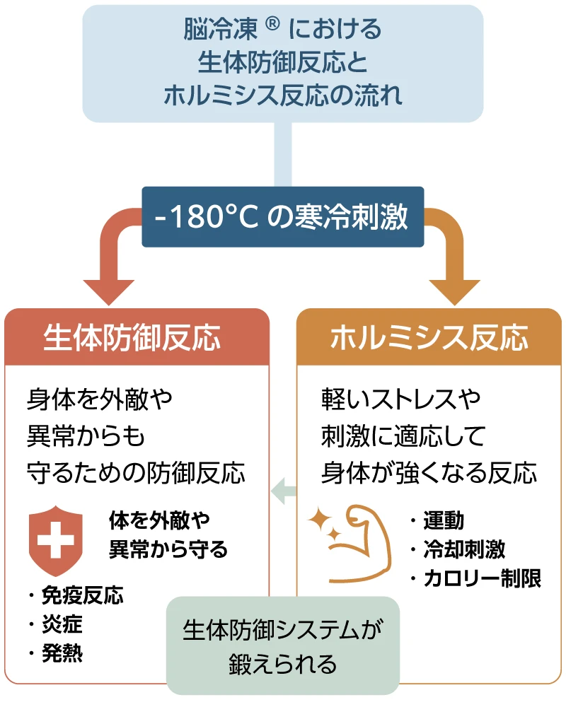 グリンパティック流 脳イラスト