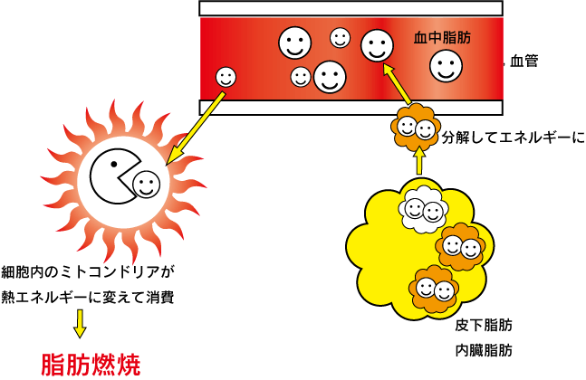 グリンパティック流 脳イラスト